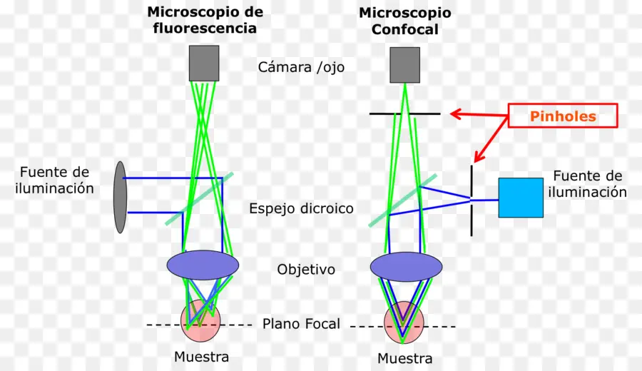 Microscopia Confocal，Microscópio De Fluorescência PNG