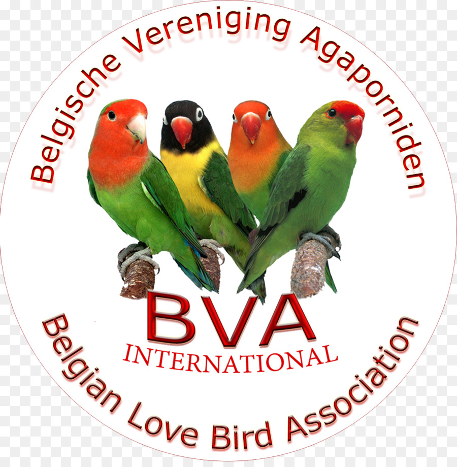 Aves，Fischer Lovebird PNG