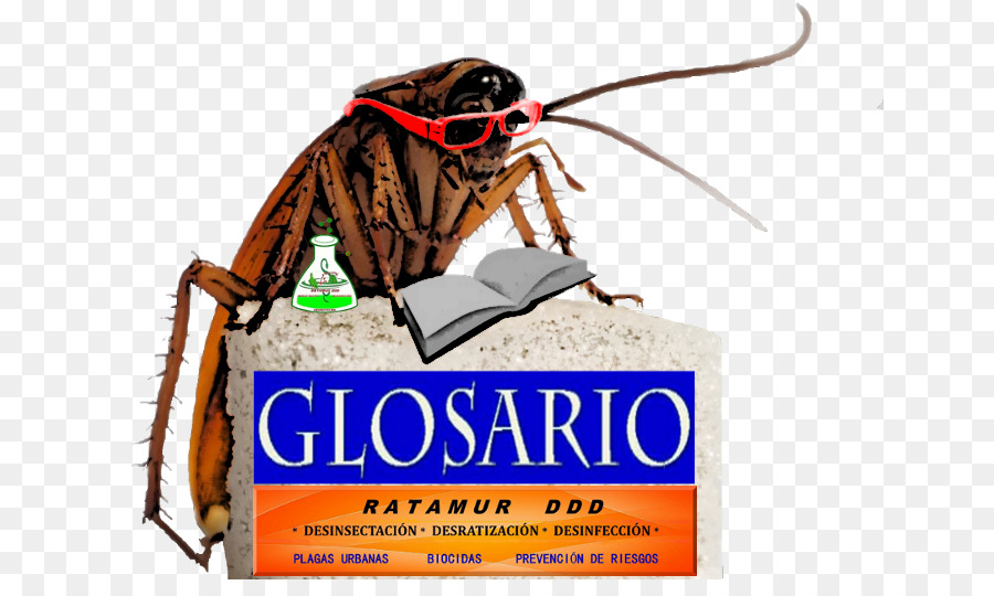 Cockroach，Boric Acid PNG