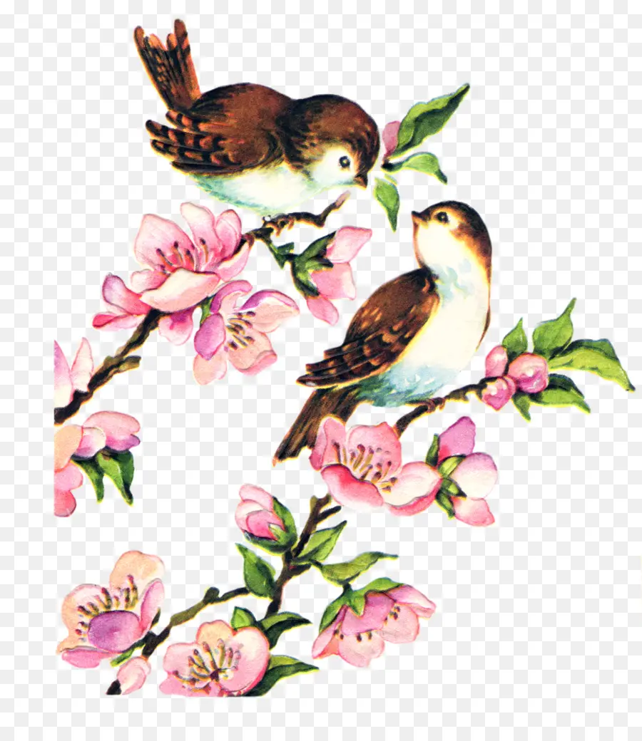 Pássaros E Flores，Pássaros PNG