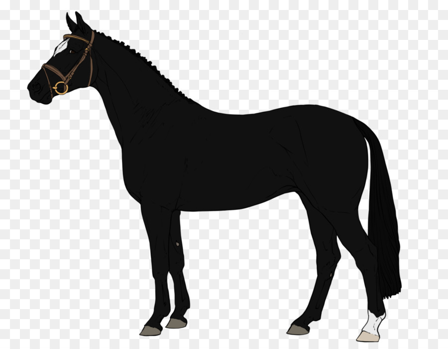 Cavalo，Equino PNG