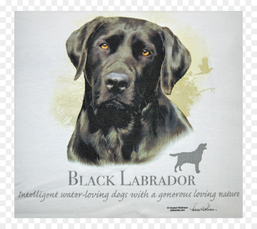 Labrador Retriever，Filhote De Cachorro PNG