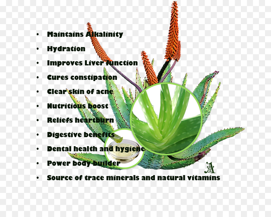 Planta De Haste，Aloe Vera PNG