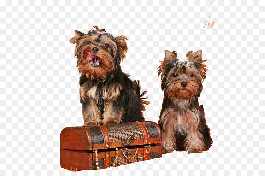 Yorkshire Terrier，Australiano Silky Terrier PNG