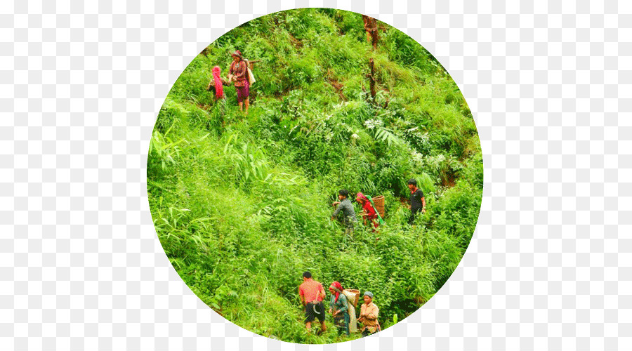 Vegetação，Eden Projetos De Reflorestamento PNG