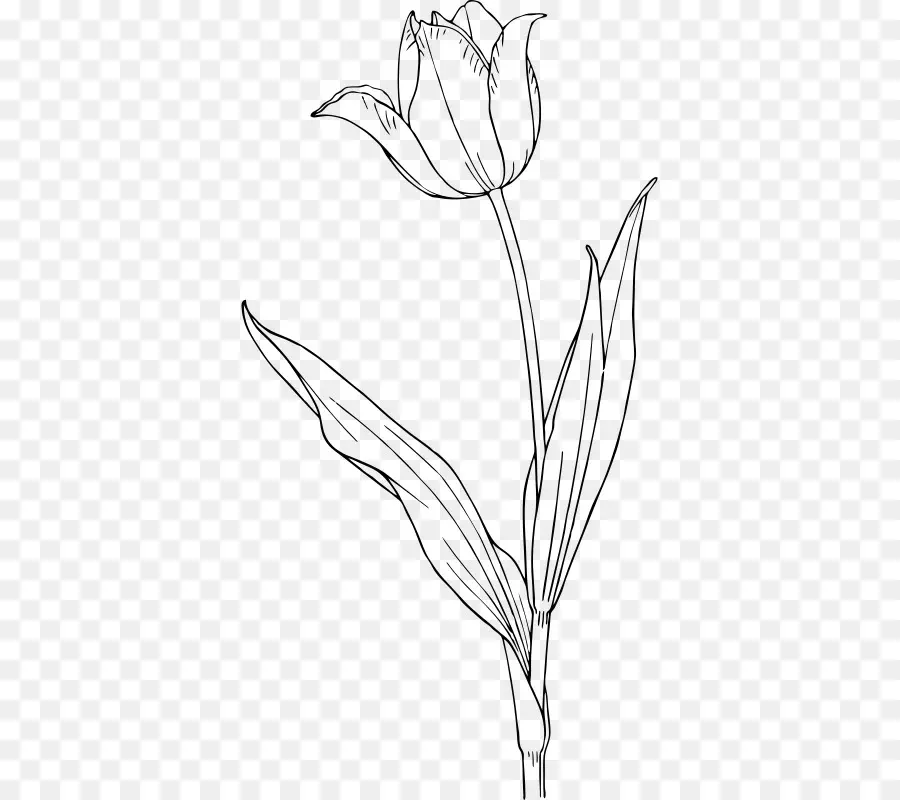 Tulip，Desenho PNG