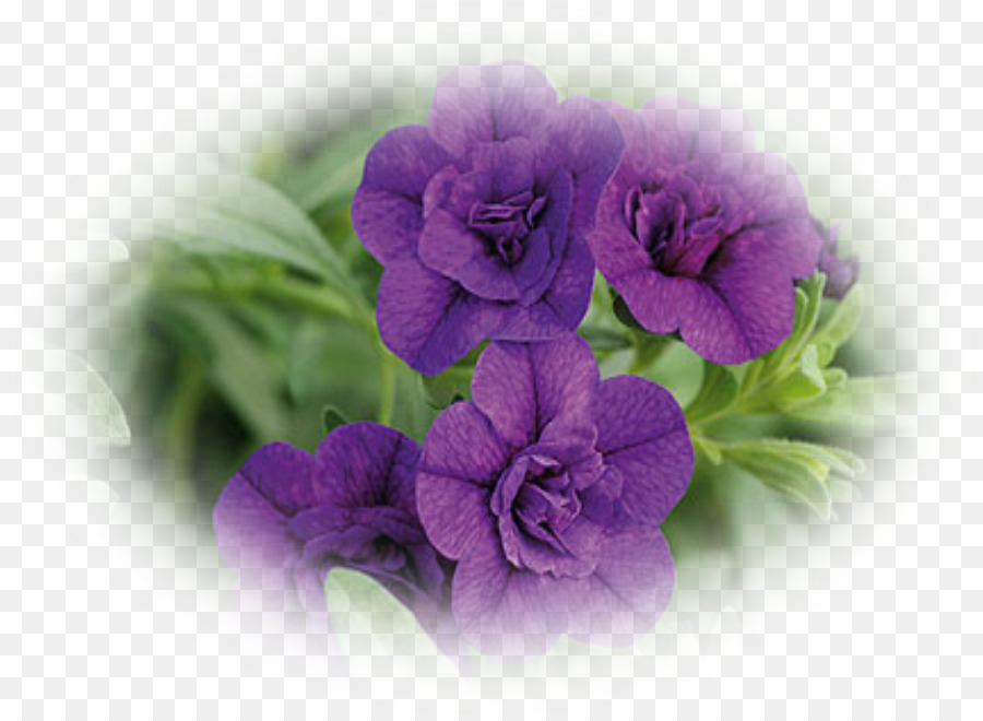 Petúnia Roxa，Florescer PNG