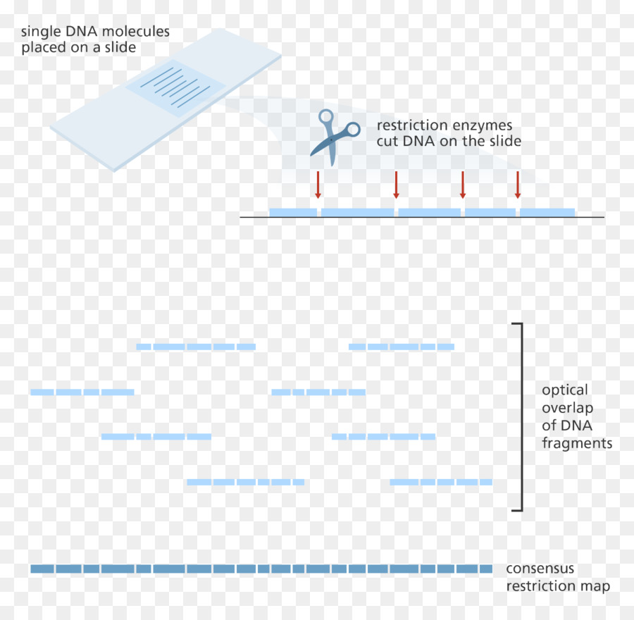 óptica De Mapeamento，Enzima De Restrição PNG