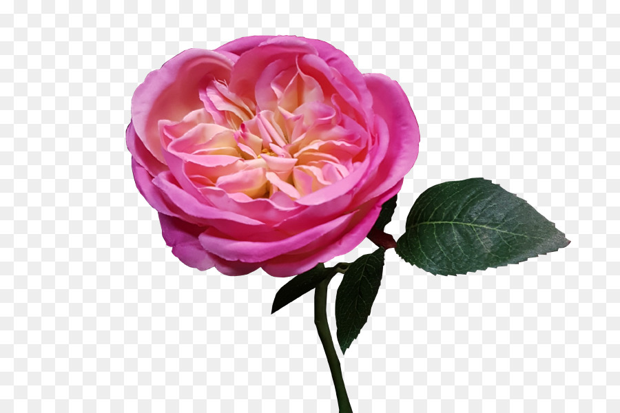 Rosa Rosa，Florescer PNG