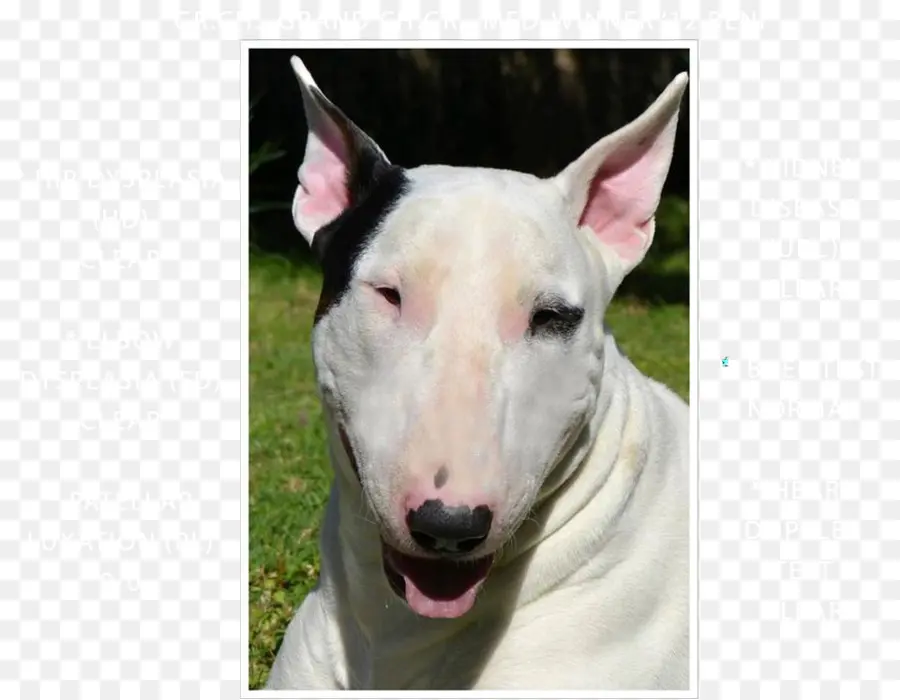 Cachorro，Bull Terrier PNG