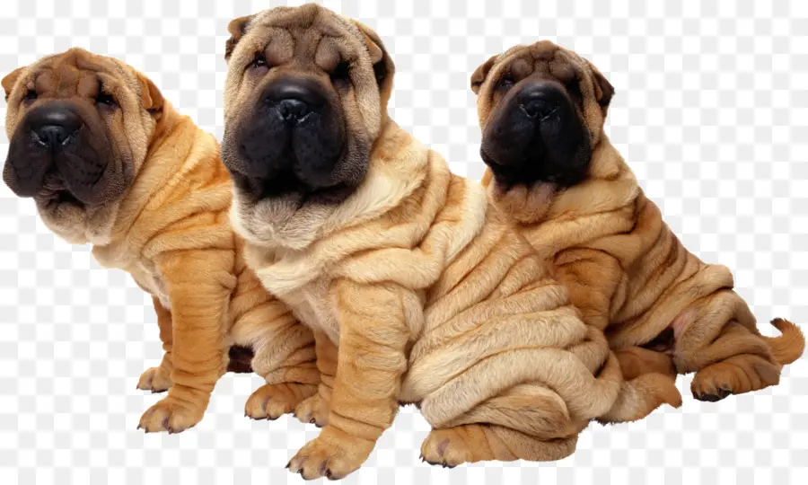 Shar Pei，Filhote De Cachorro PNG