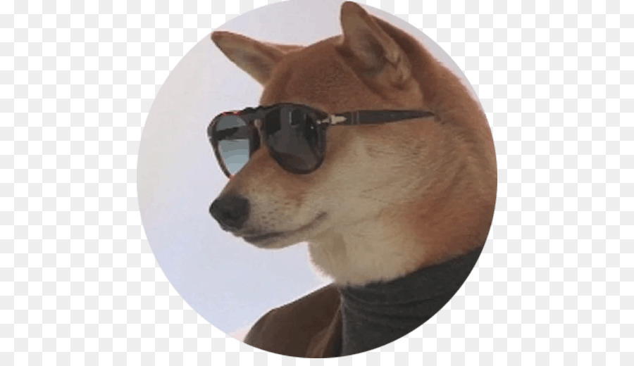 Cachorro Com óculos De Sol，Cachorro PNG