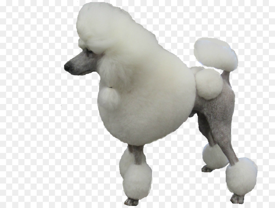 Poodle，Filhote De Cachorro PNG