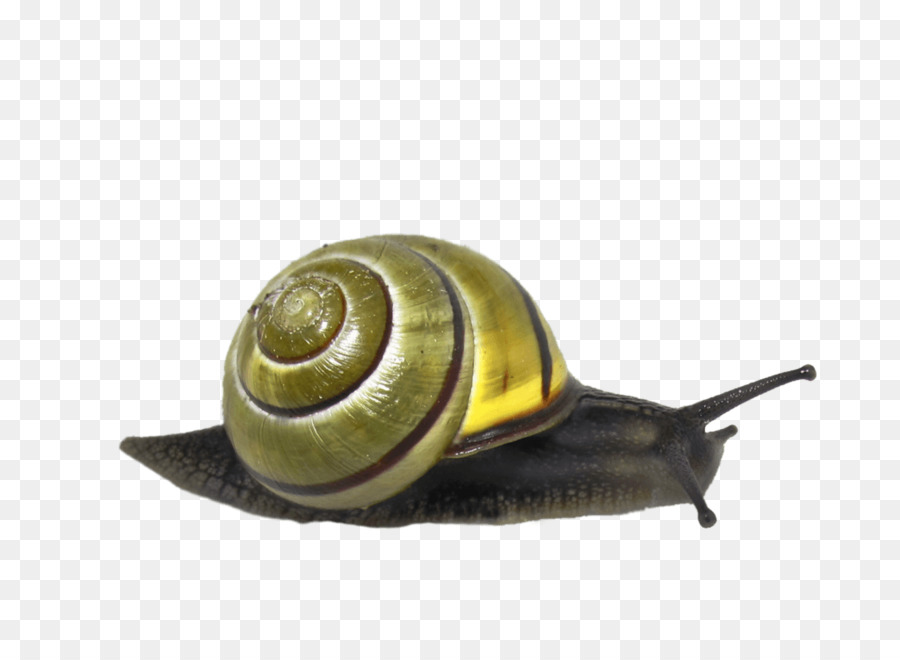 Caracol，Slug PNG