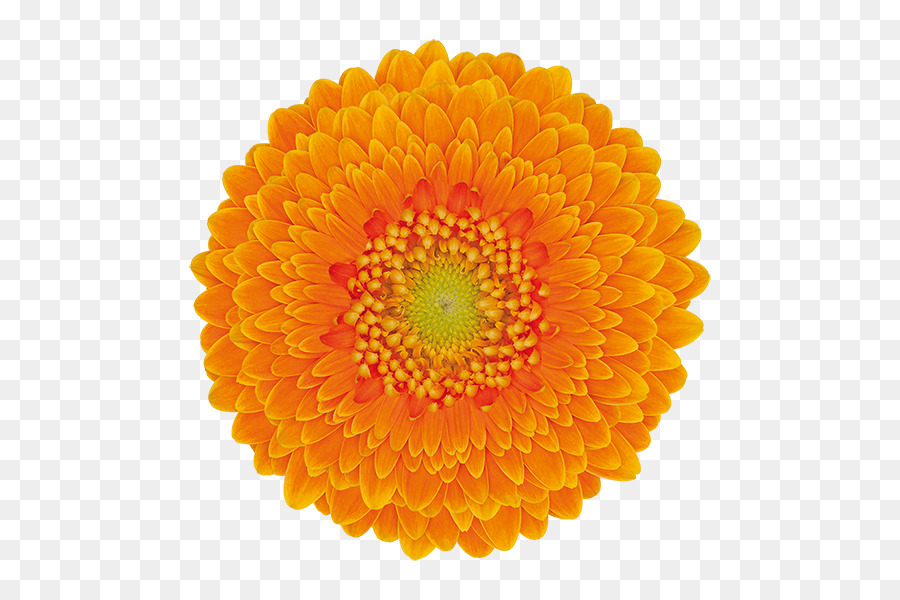 Flor Amarela，Florescer PNG