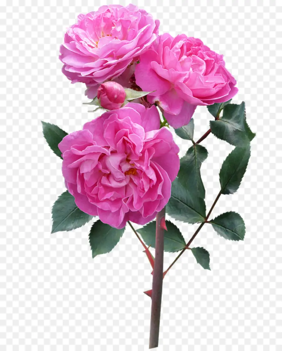 Rosas Cor De Rosa，Tronco PNG