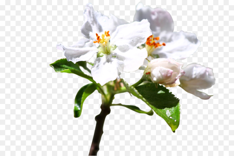 Flores De Corte，Planta De Haste PNG