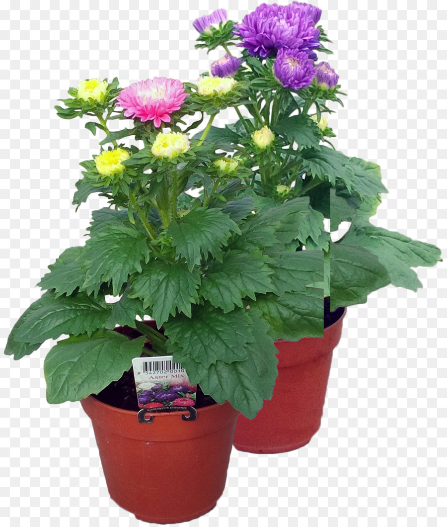 Crisântemo，Flowerpot PNG