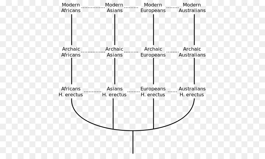 Evolução Humana，Gráfico PNG