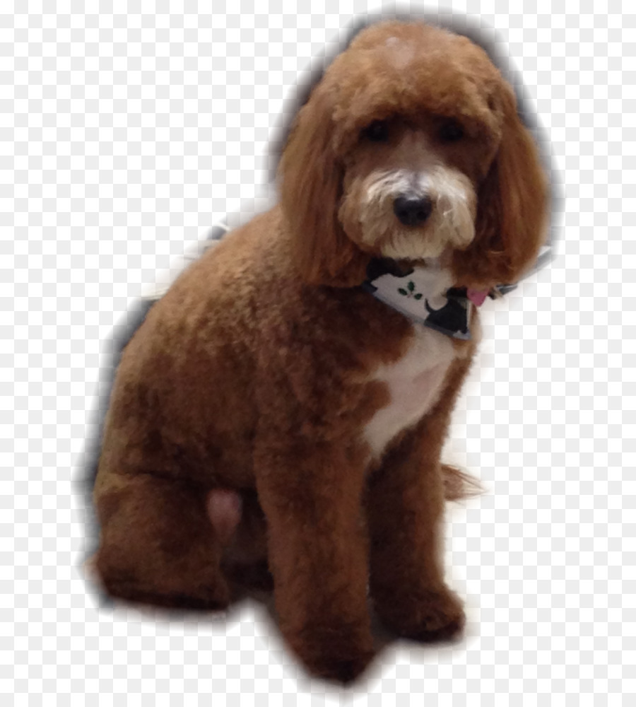 Poodle Miniatura，Padrão De Poodle PNG