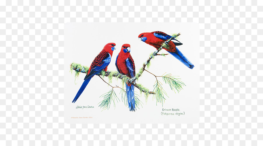 Aves，Austrália PNG