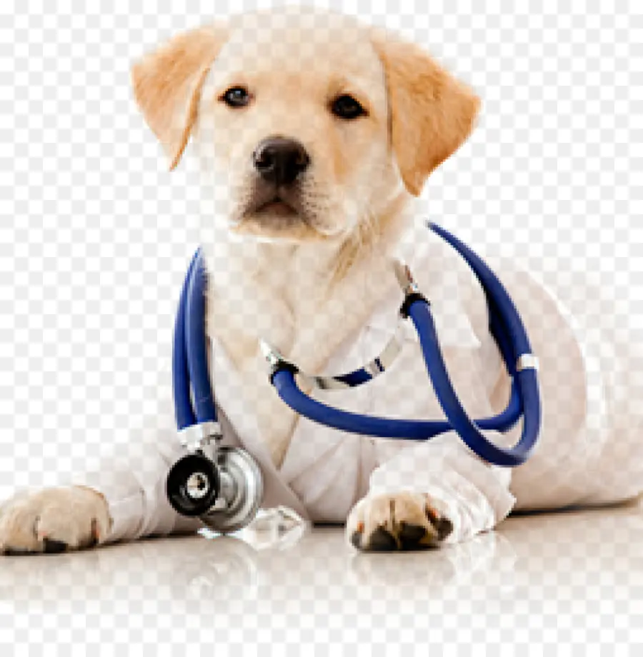 Cão，Médico Veterinário PNG