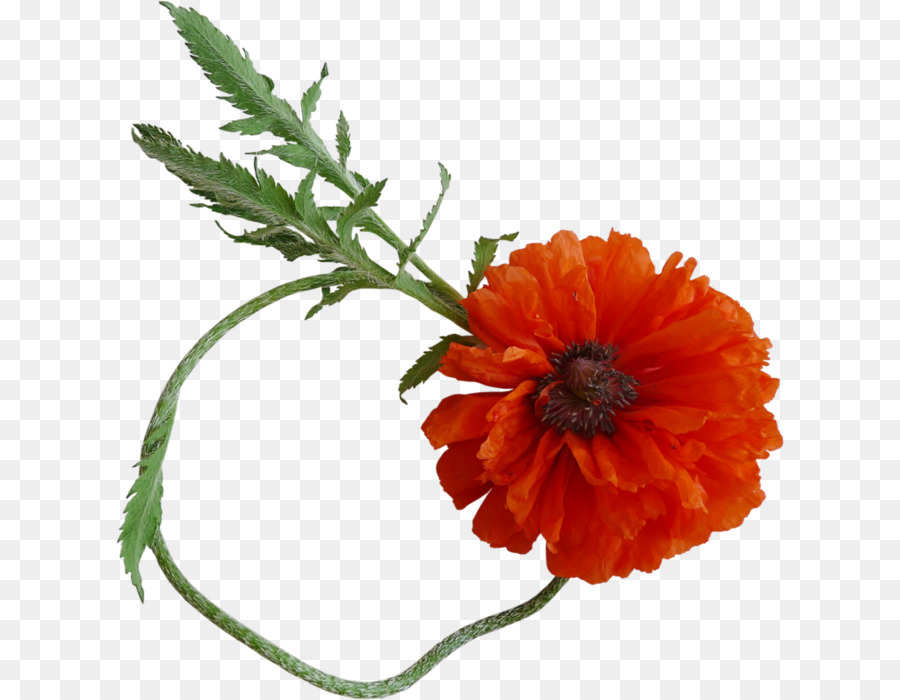 Flor，Florescer PNG