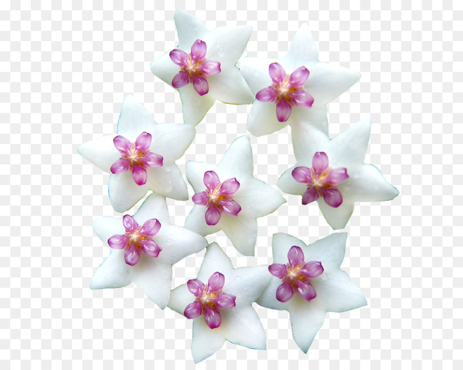 Flores Brancas E Rosa，Florescer PNG