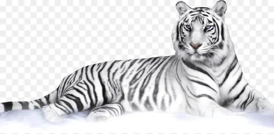 Felidae，Tigre De Bengala PNG