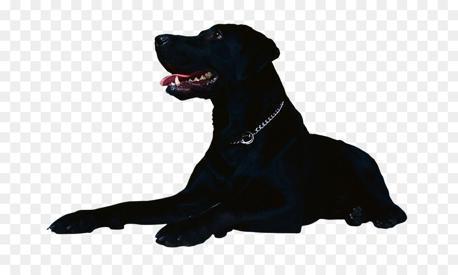 Cachorro Preto，Bicho De Estimação PNG