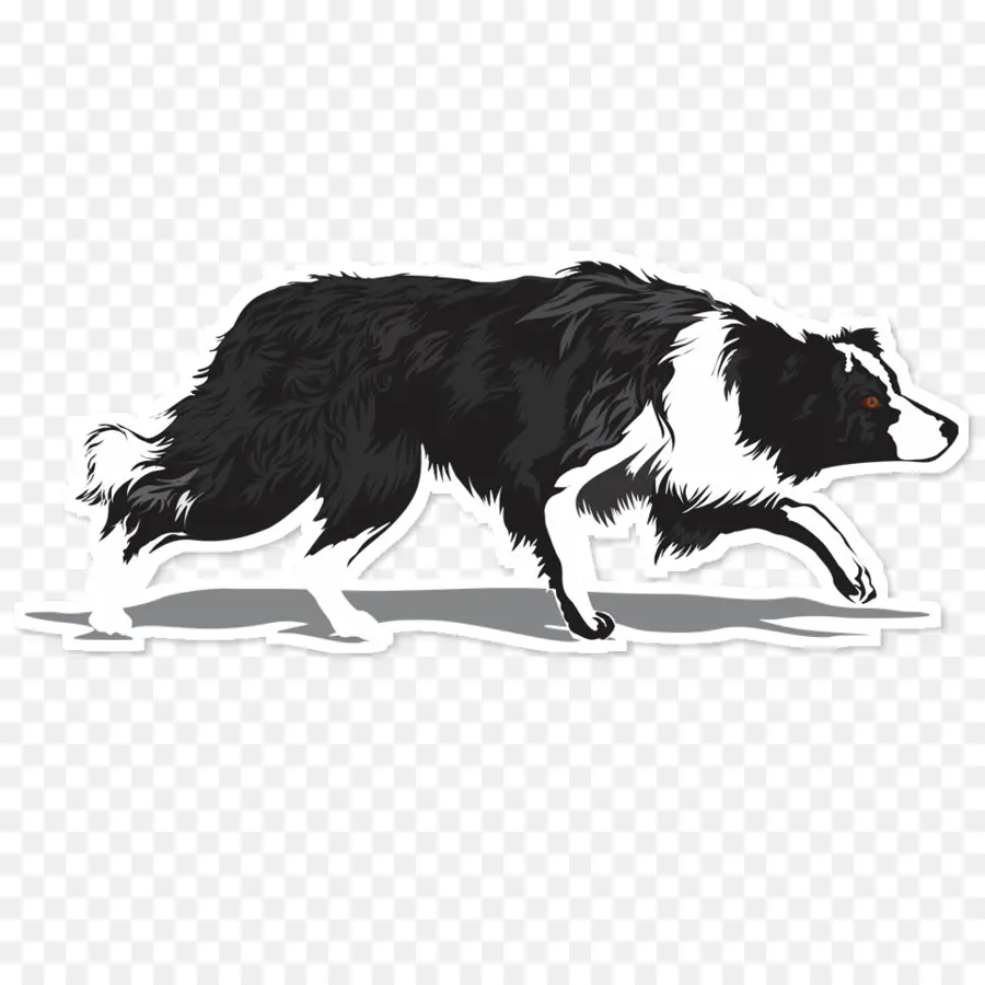 Border Collie，Rough Collie PNG