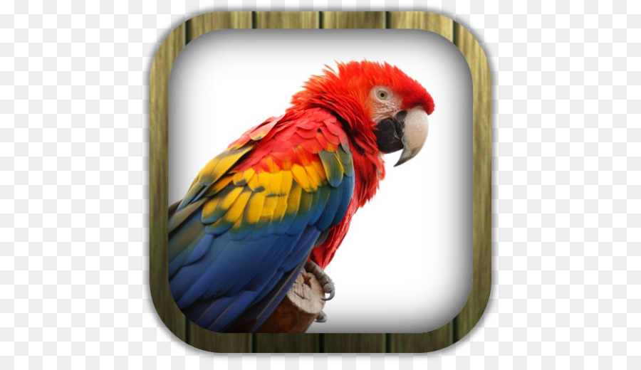 Papagaio，Aves PNG