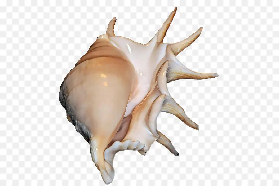 Moluscos Shell，Seashell PNG
