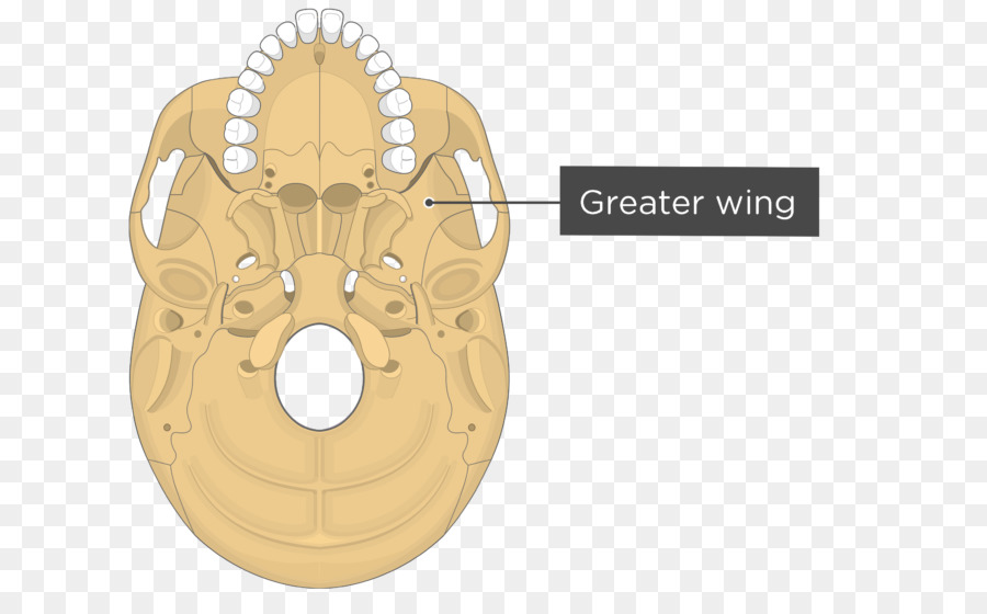 Pterygoid Processos Do Sphenoid，Medial Pterygoid Muscular PNG