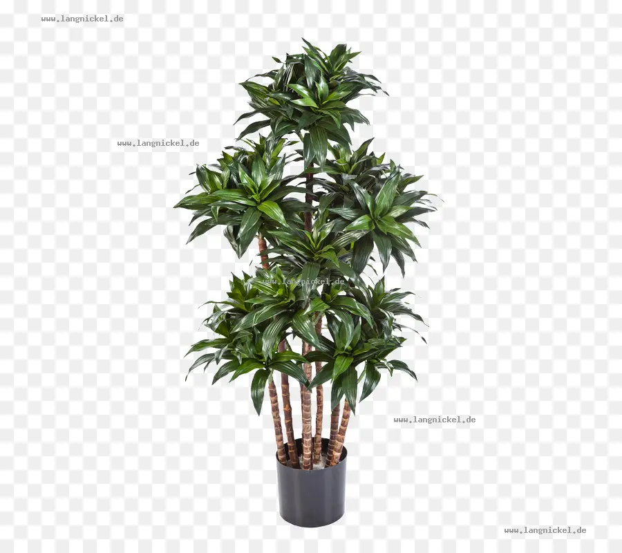 Plantar，Folhas PNG