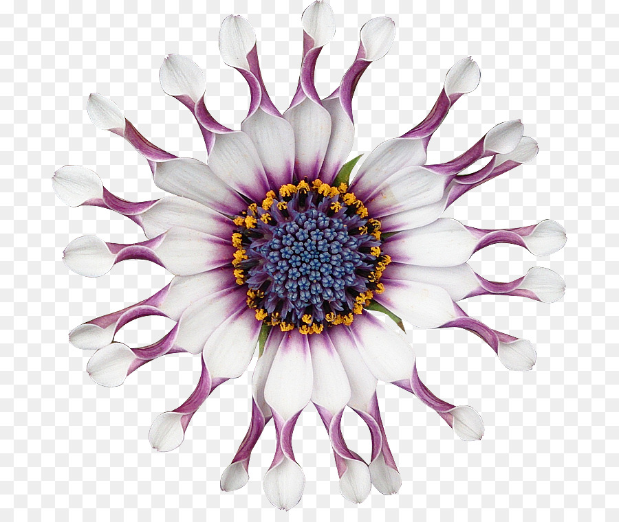 Flor，Florescer PNG