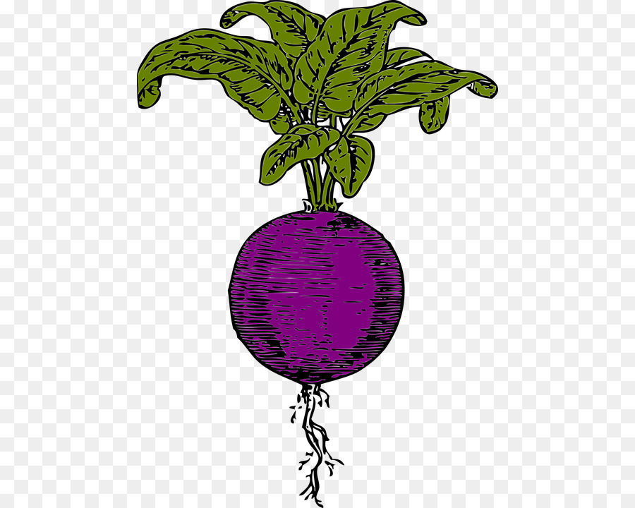 Nabo Roxo，Nabo PNG