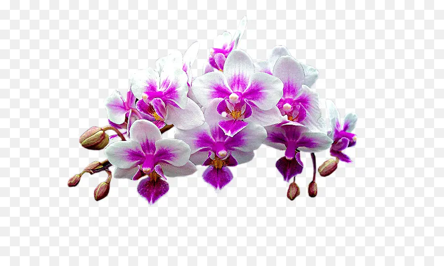 Traça Orquídeas，Dendrobium PNG