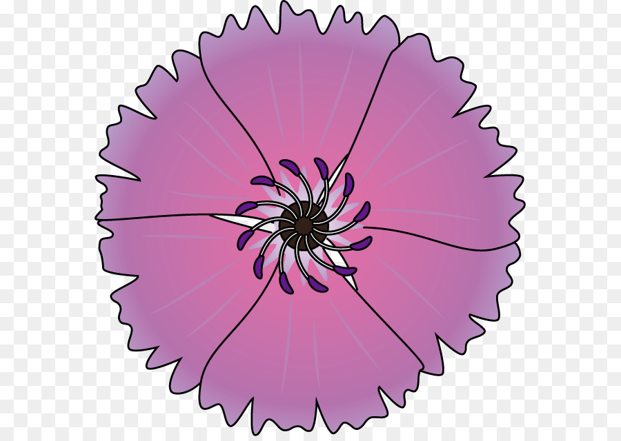 Transvaal Daisy，Rosa M PNG