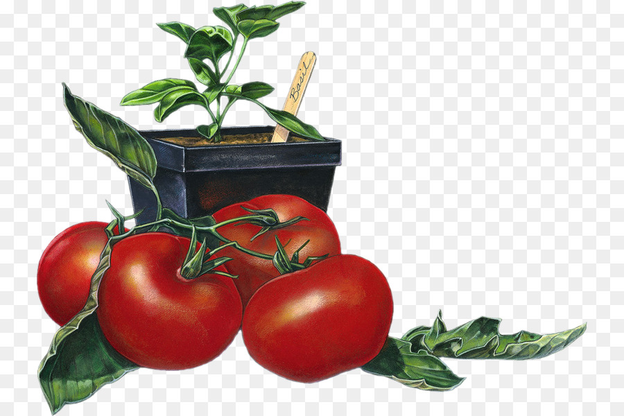 Planta De Tomate，Tomate PNG