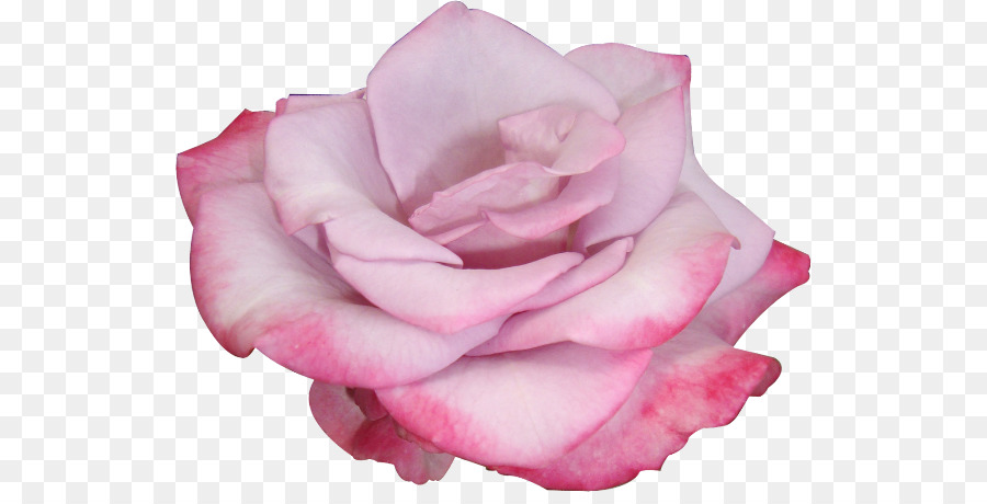 Rosa Preta E Branca，Rosa PNG