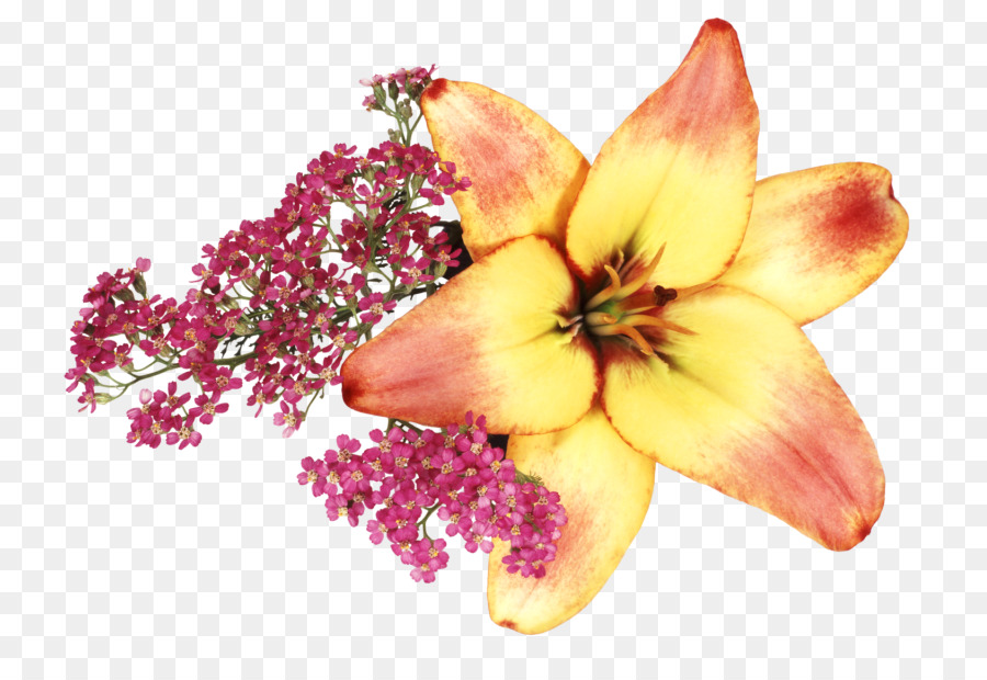 Flor Amarela E Vermelha，Florescer PNG