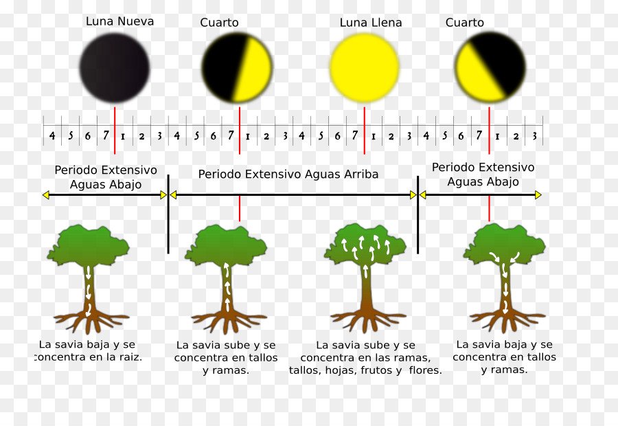 Diagrama De Fases Da Lua，árvores PNG