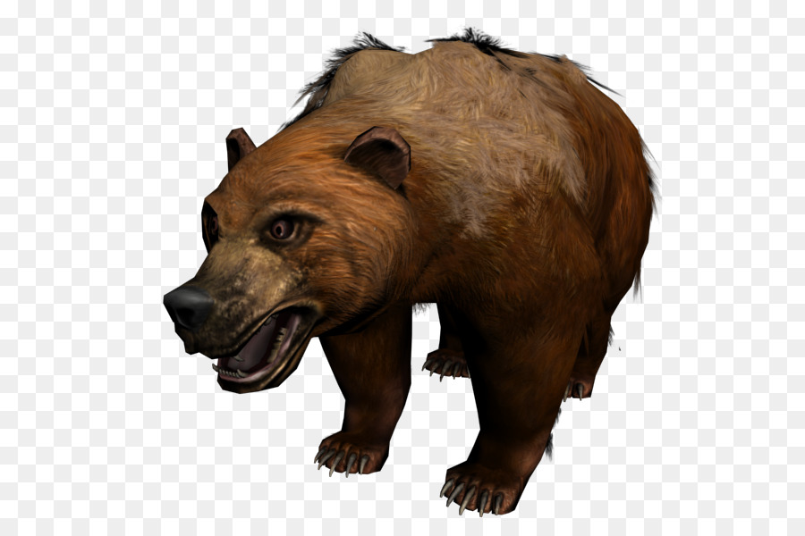 Urso Que Ruge，Selvagem PNG