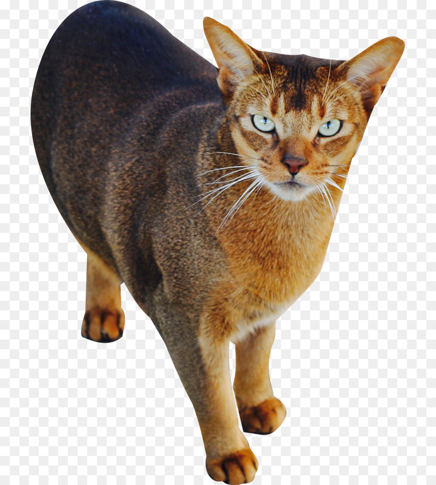 Gato Marrom，Gato PNG