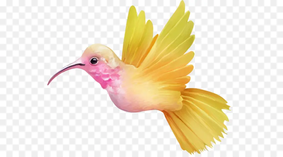 Colibri，Amarelo PNG