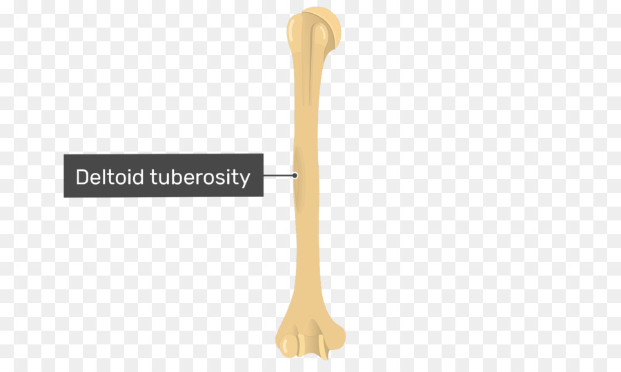 Tuberosidade Deltoide，Osso PNG