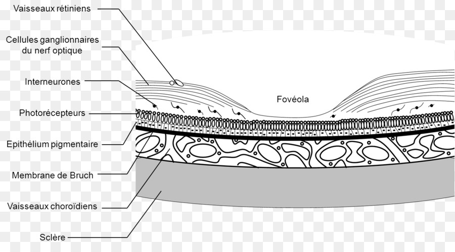 Diagrama De Olho，Anatomia PNG