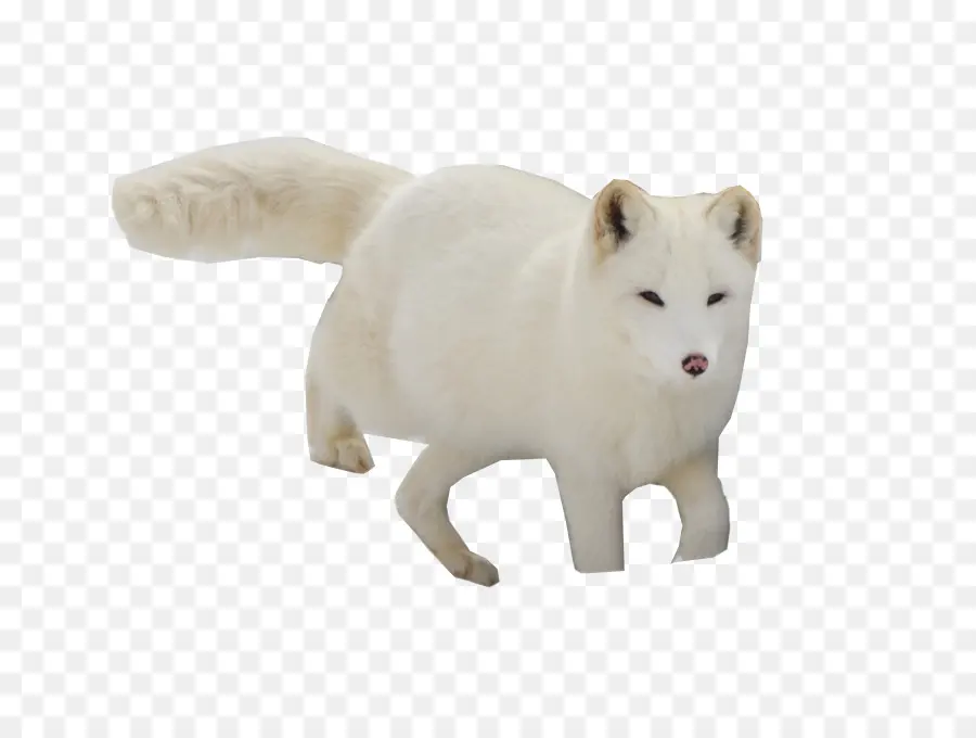 Raposa Ártica，Branco PNG