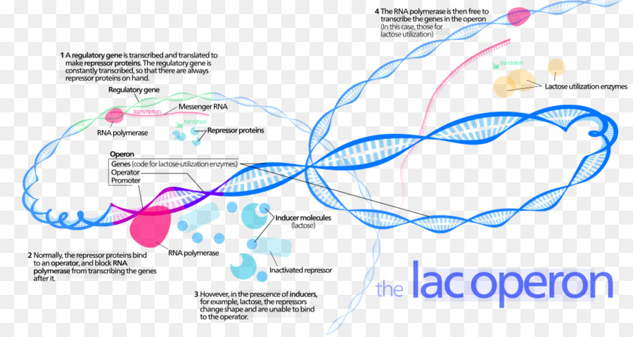 Operon，Operon Lac PNG